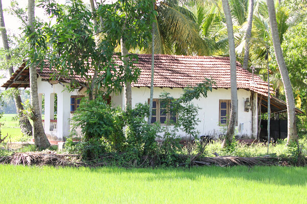 House in paddy fields