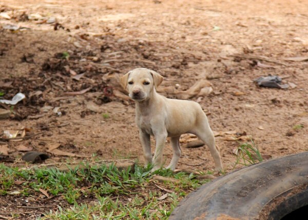 Puppy