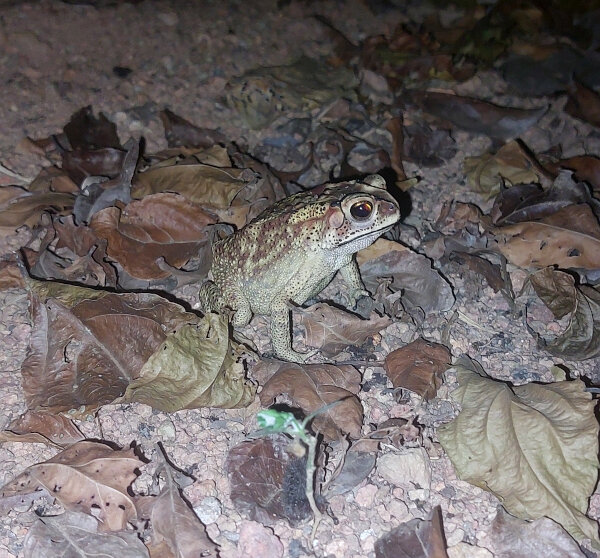 Amphibians