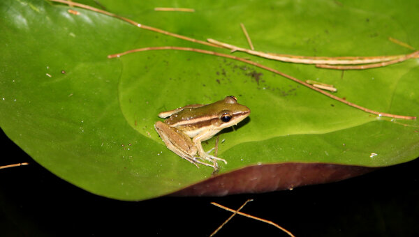 Two-Striped Grass Frog