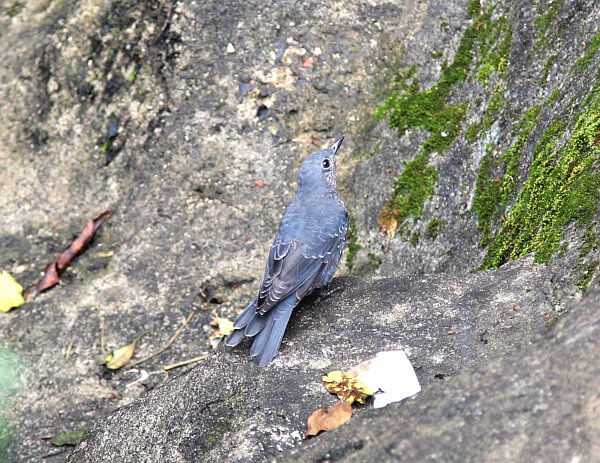 Blue Rock Thrush