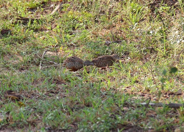 Barred Buttonquail