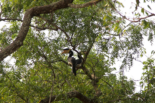 Malabar Pied Hornbill