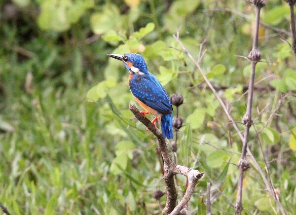 Common Kingfisher