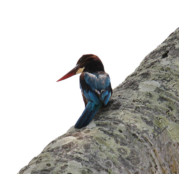 White-throated Kingfisher