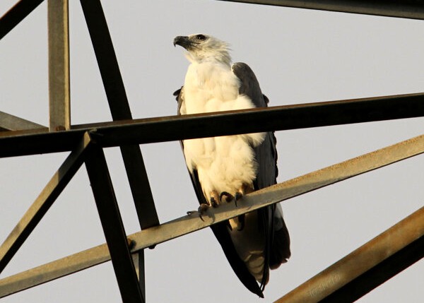 White-bellied Sea Eagle