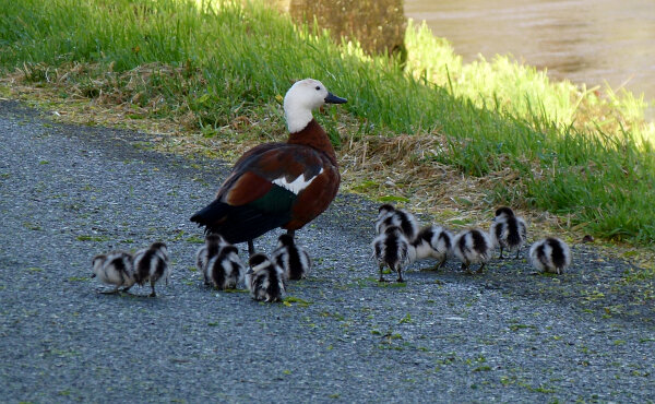 Paradise Shelduck