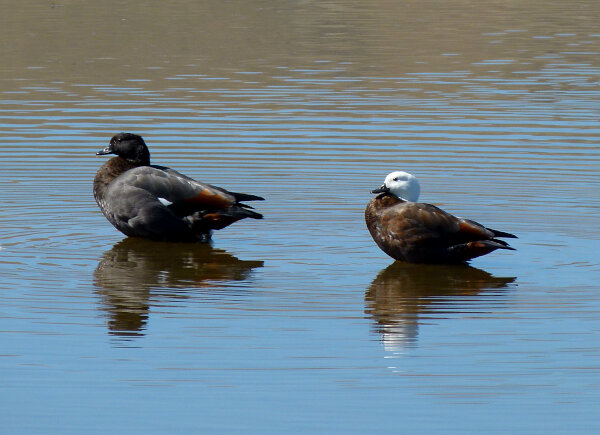 Paradise Shelduck