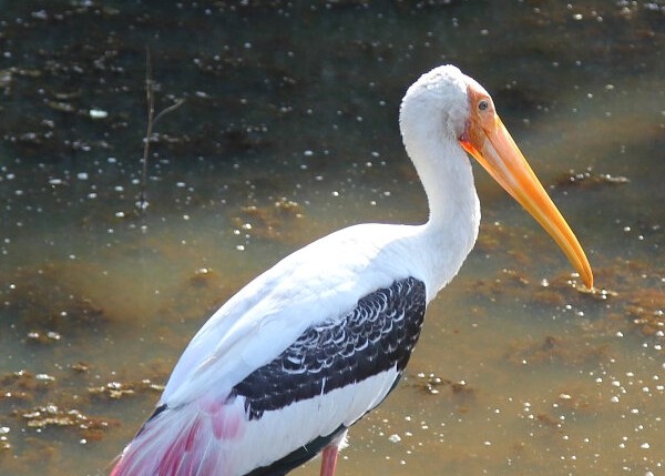 Painted Stork