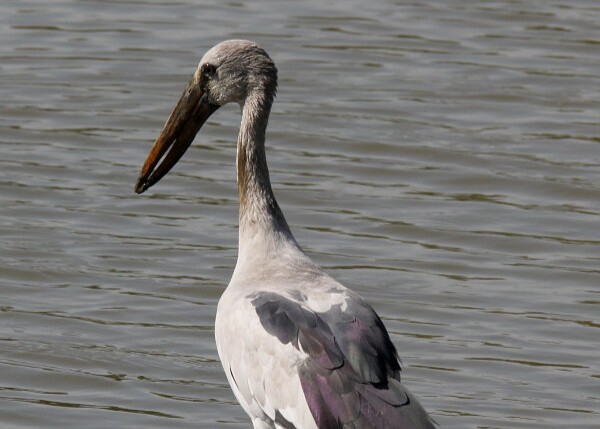 Asian Openbill