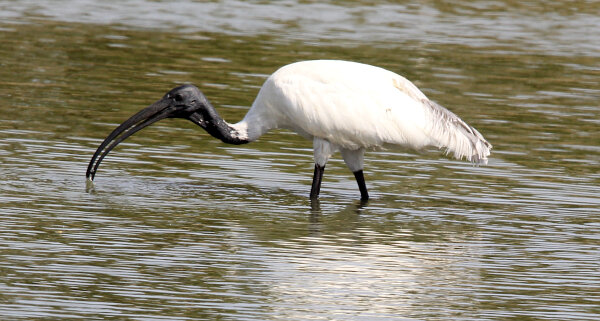 Black-headed Ibis
