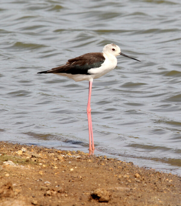 Black-winged Stilt