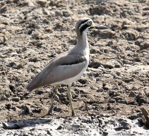 Great Thick-knee
