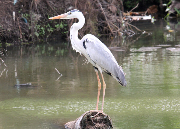 Grey Heron