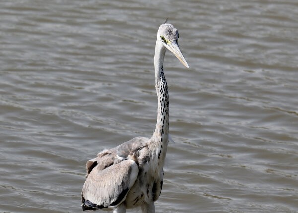 Grey Heron