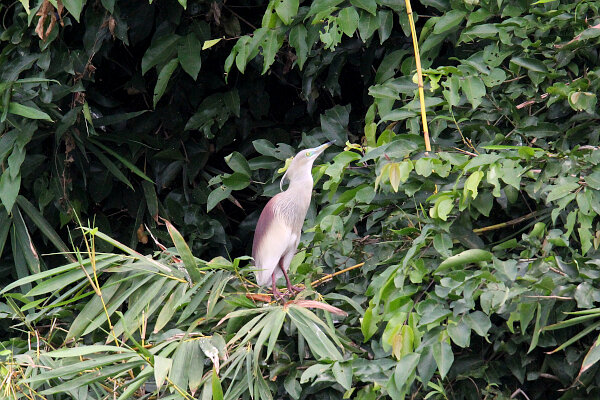 Indian Pond Heron