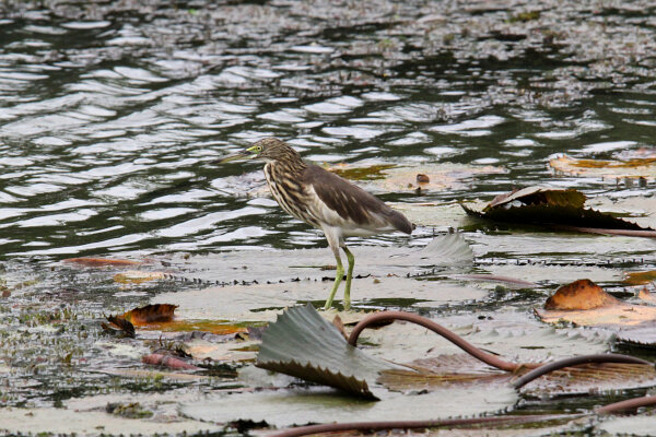 Indian Pond Heron