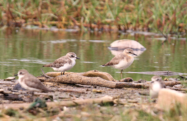 Kentish Plover