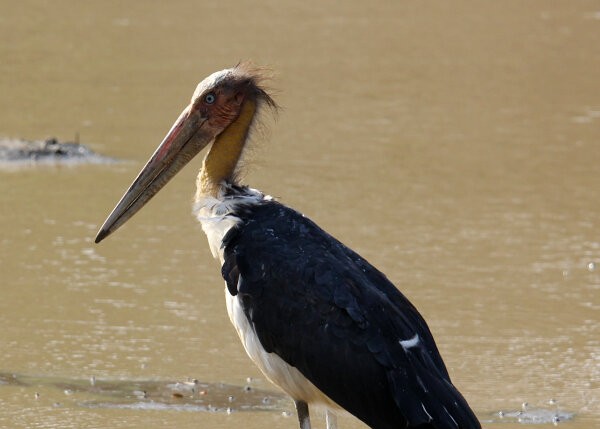 Lesser Adjutant
