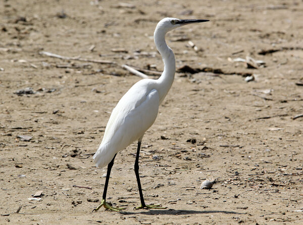 Little Egret