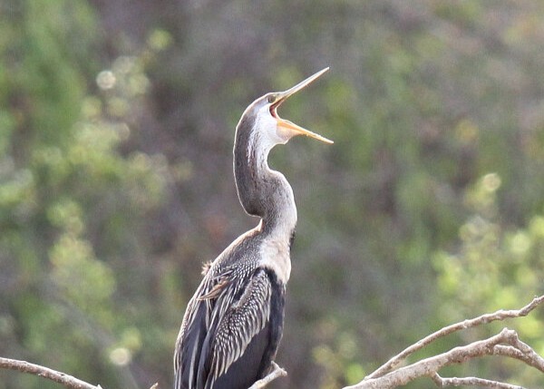 Oriental Darter