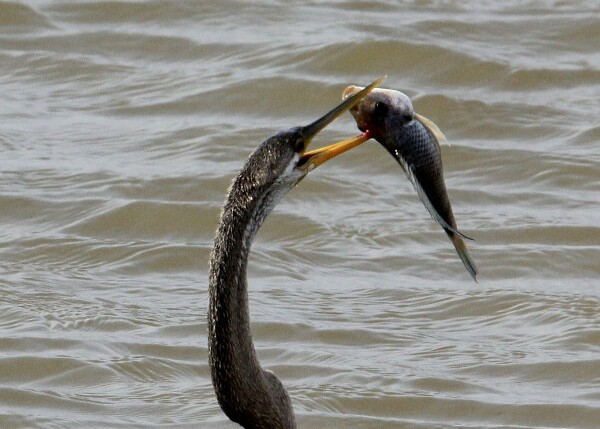 Oriental Darter