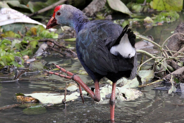 Purple Swamphen