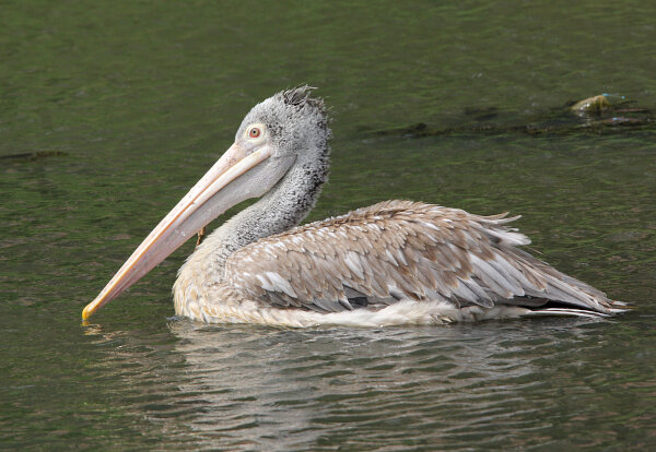 Spot-billed Pelican