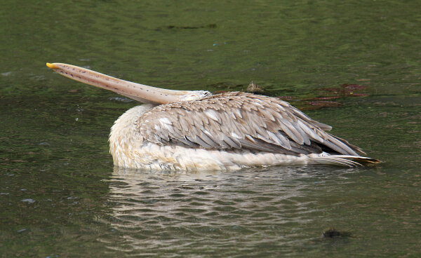 Spot-billed Pelican