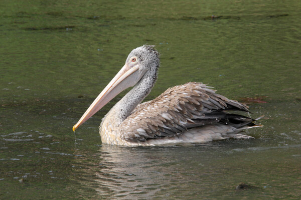 Spot-billed Pelican