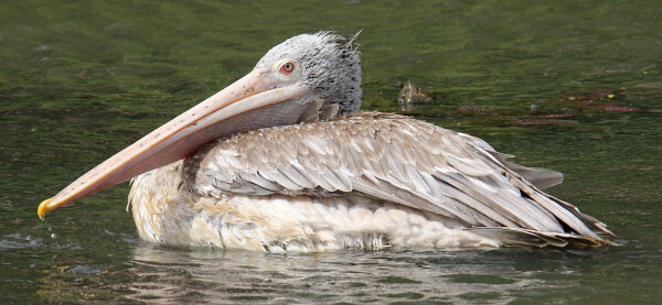 Spot-billed Pelican
