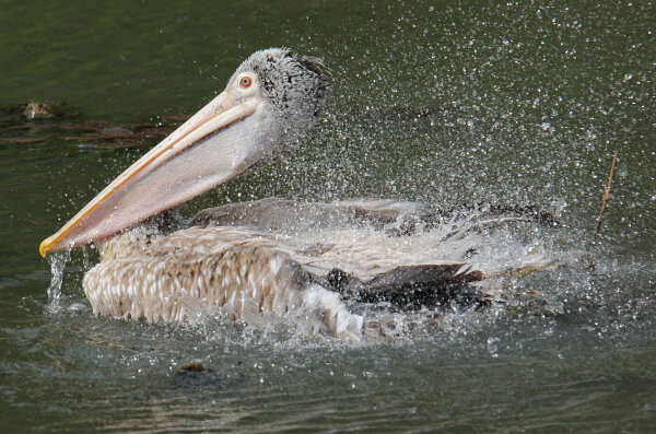 Spot-billed Pelican