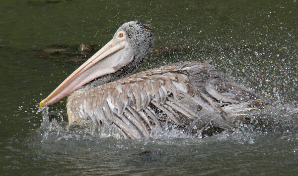 Spot-billed Pelican