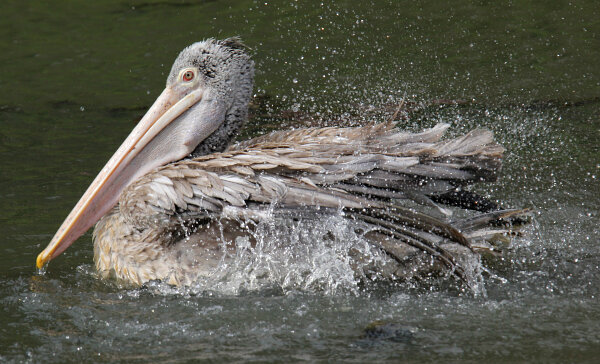 Spot-billed Pelican