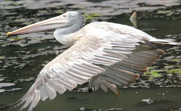 Spot-billed Pelican