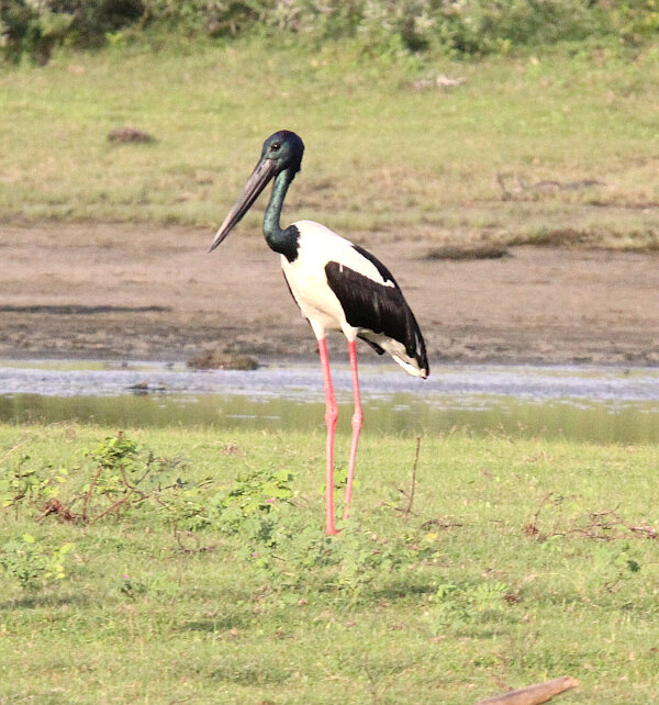 Black-necked Stork