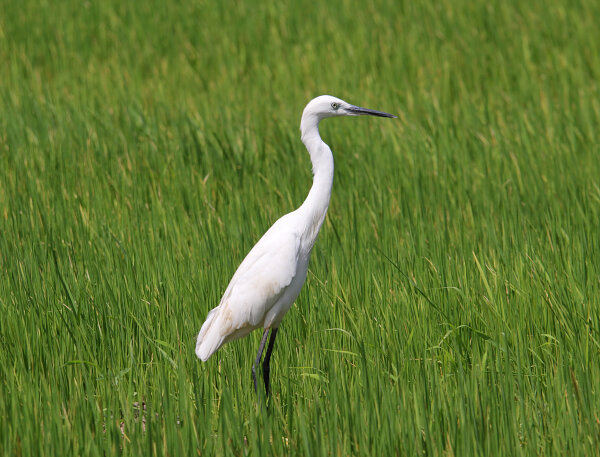 Intermediate Egret