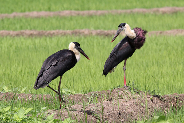 Woolly-necked Stork