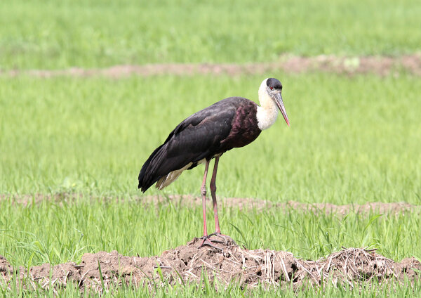 Woolly-necked Stork