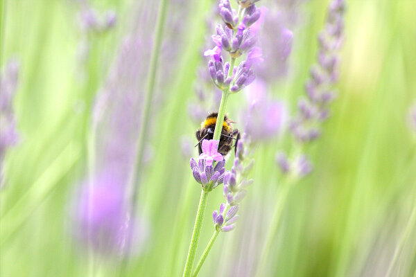 Buff-tailed Bumblebee