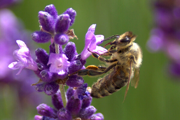 Insects