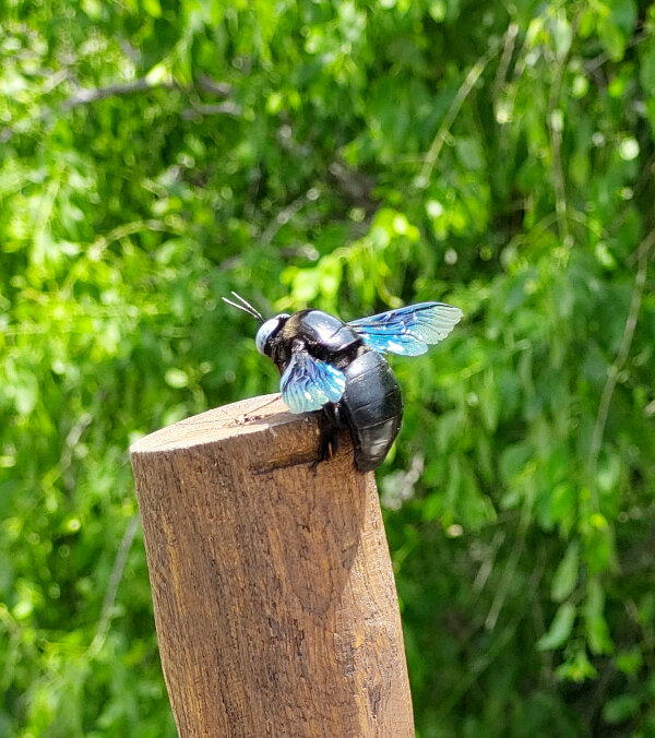 Carpenter Bee