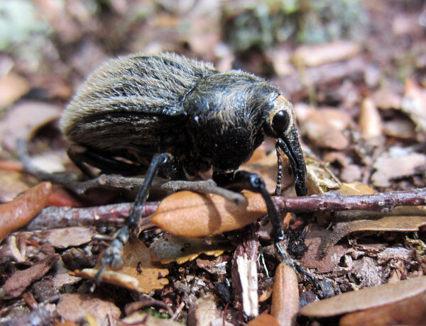 Elephant Weevil