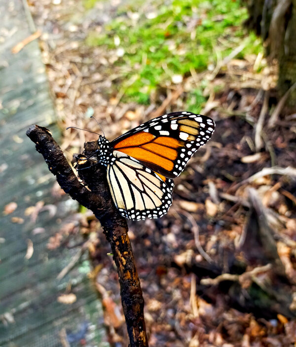 Monarch Butterfly