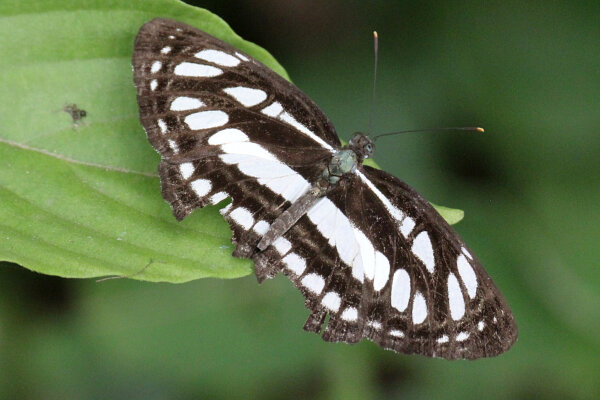 Common Sailer Butterfly