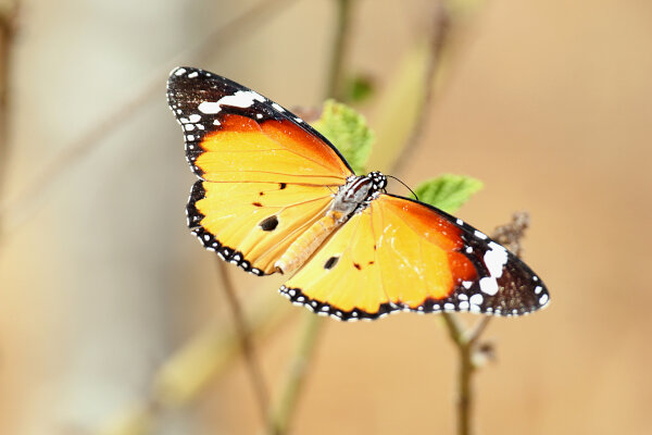 Plain Tiger Butterfly