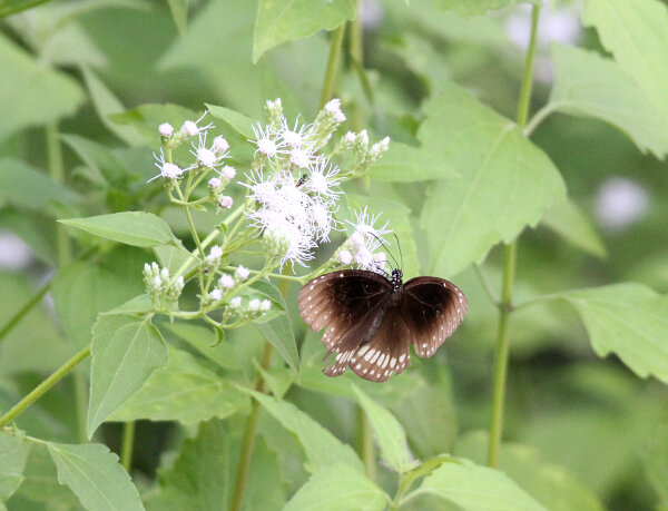 Common Crow Butterfly