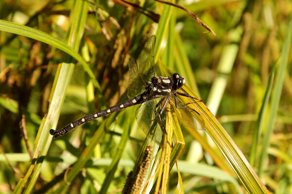 Bush Giant Dragonfly