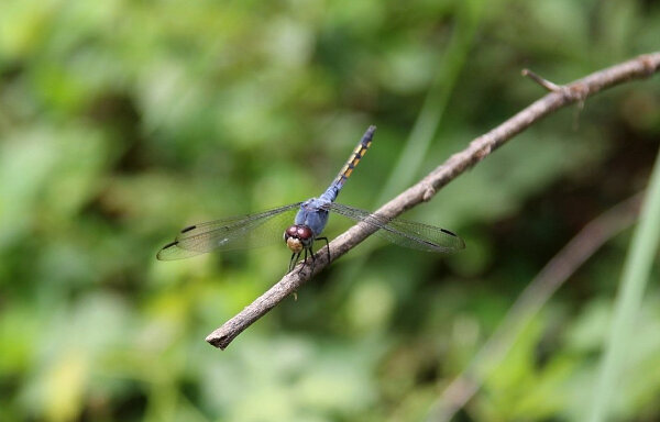 Yellow-tailed Ashy Skimmer