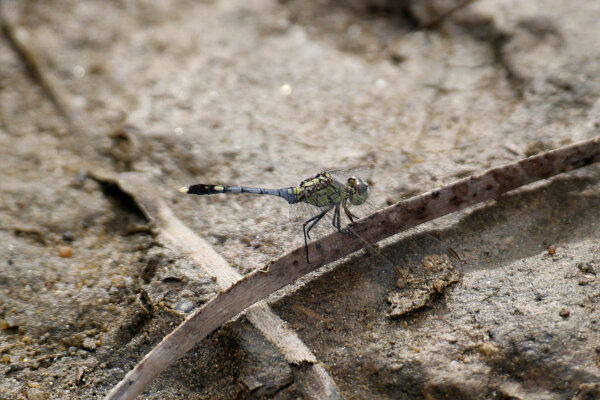 Green Marsh Hawk